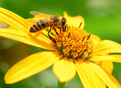 Nature Essential nachhaltig - gelbe Blumen auf der eine Biene sitzt