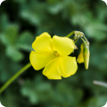 Eine wunderschöne gelbe Nachtkerzenblüte.