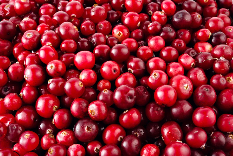 gesundheit-wohlbefinden-cranberry-eine-wunderbeere-fuer-die-gesundheit-die-ganze-wahrheit-ueber-amerikas-beliebteste-beere