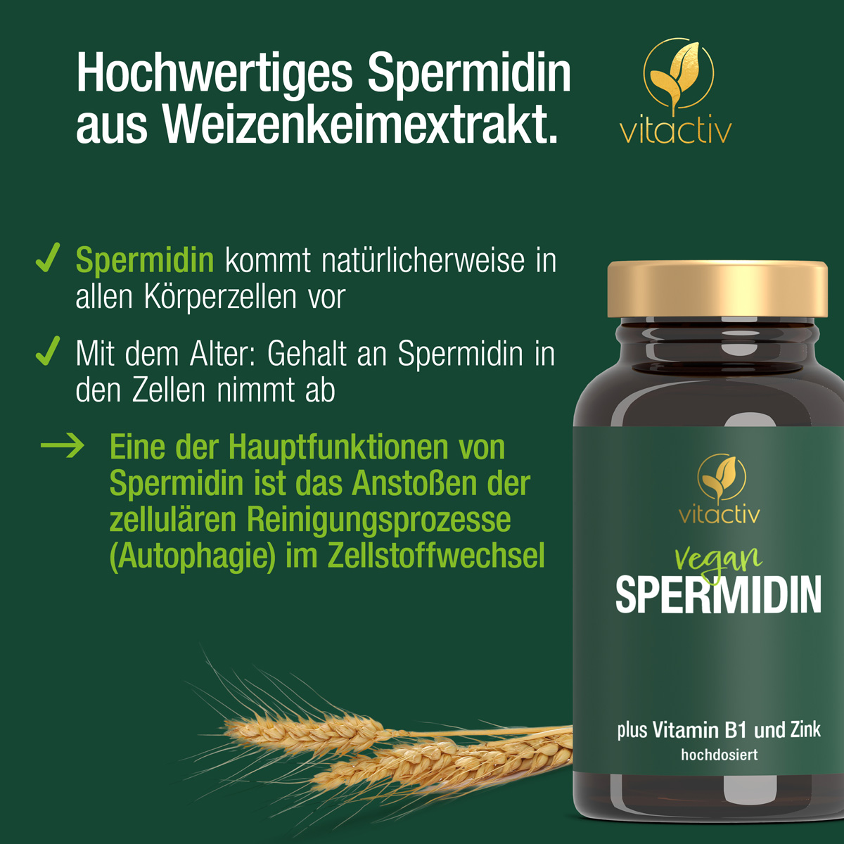 SPERMIDIN Kapseln + Vitamin B1 + Zink