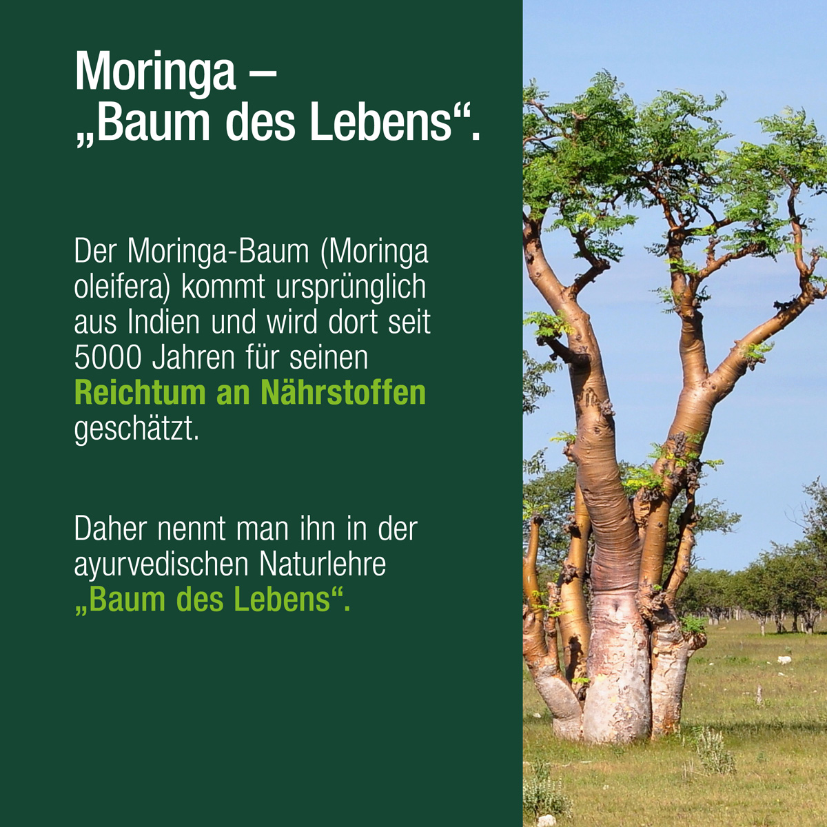 Immagine di un albero di Moringa. L'albero di Moringa (Moringa oleifera) proviene dall'India, dove è apprezzato da 5000 anni per la sua ricchezza di sostanze nutritive. Per questo motivo, nell'Ayurveda è conosciuto anche come l'albero della vita.