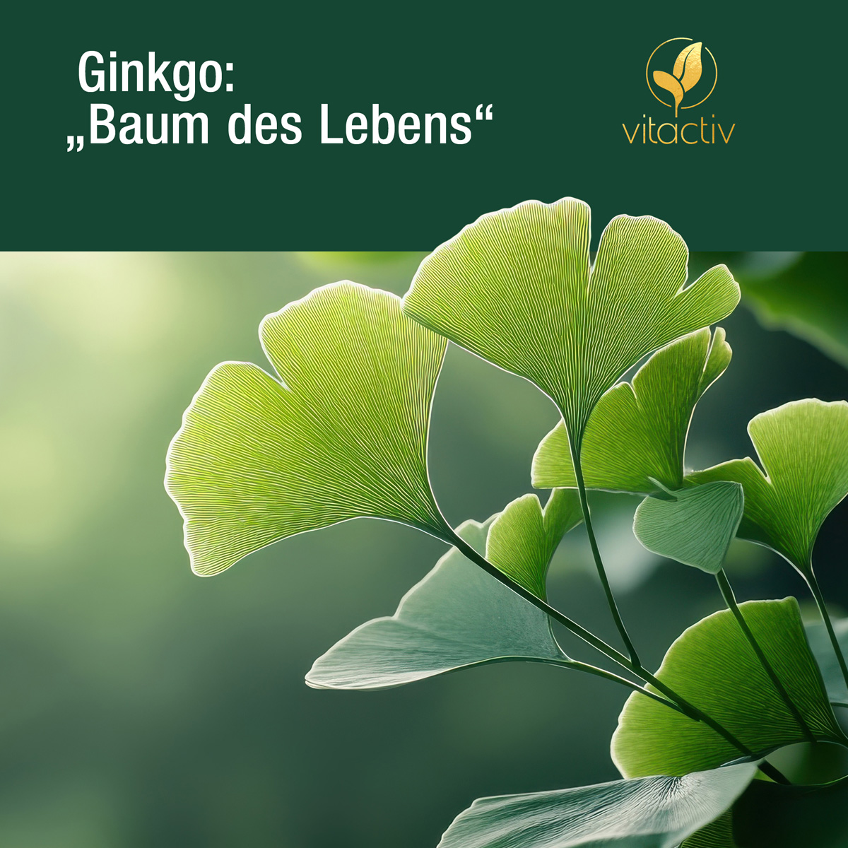 Eine junge Frau hält in der Linken Hand eine Ginkgo & Ginseng Kapsel, in der rechten ein Glas Wasser. Einnahmeempfehlung zum Produkt: Zwei Kapseln täglich mit ausreichend Flüssigkeit einnehmen.