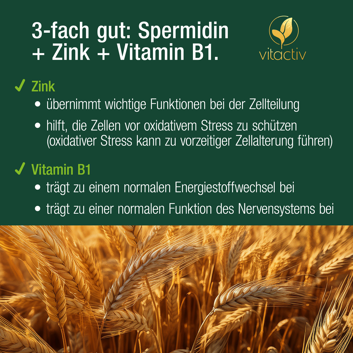 SPERMIDIN Kapseln + Vitamin B1 + Zink