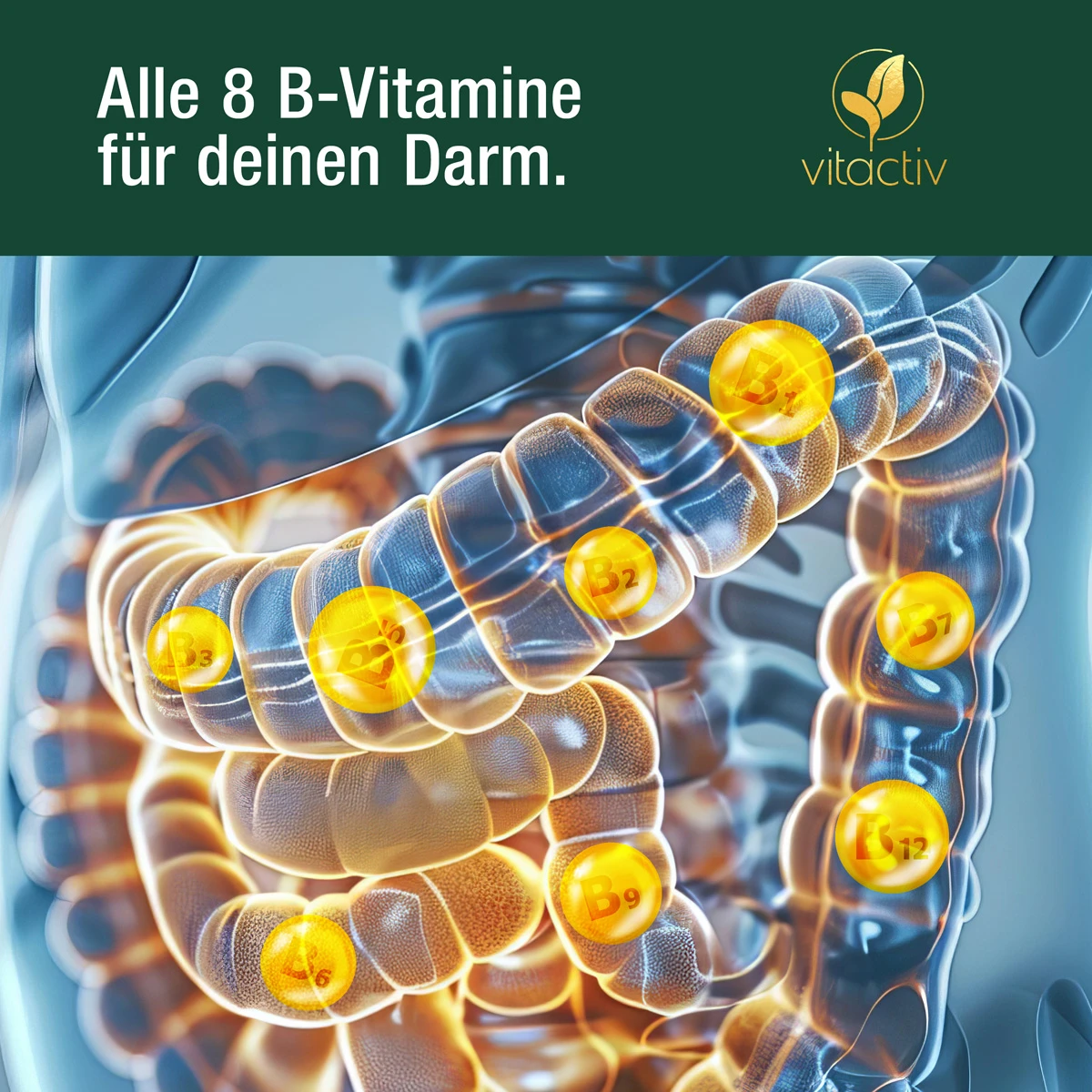 Das Probiotikum DARM FREUNDE bietet dir den kompletten Vitamin-B-Komplex mit Thiamin, Riboflavin, Niacin, Pantothensäure, Vitamin B6, Vitamin B12, Biotin und Folsäure. Die B-Vitamine sind wertvolle Helfer für Darmschleimhaut und Verdauung.